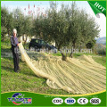 l&#39;agriculture des filets de récolte d&#39;olive à la collecte des fruits
